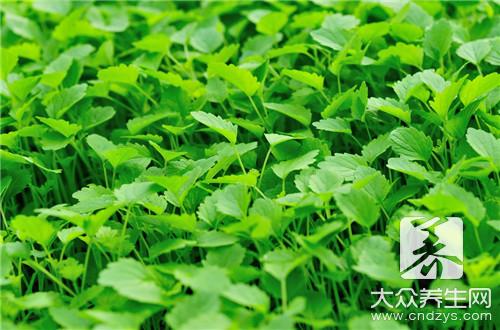 解析：益母草的功效与作用